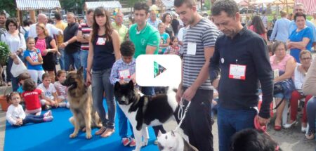 perros