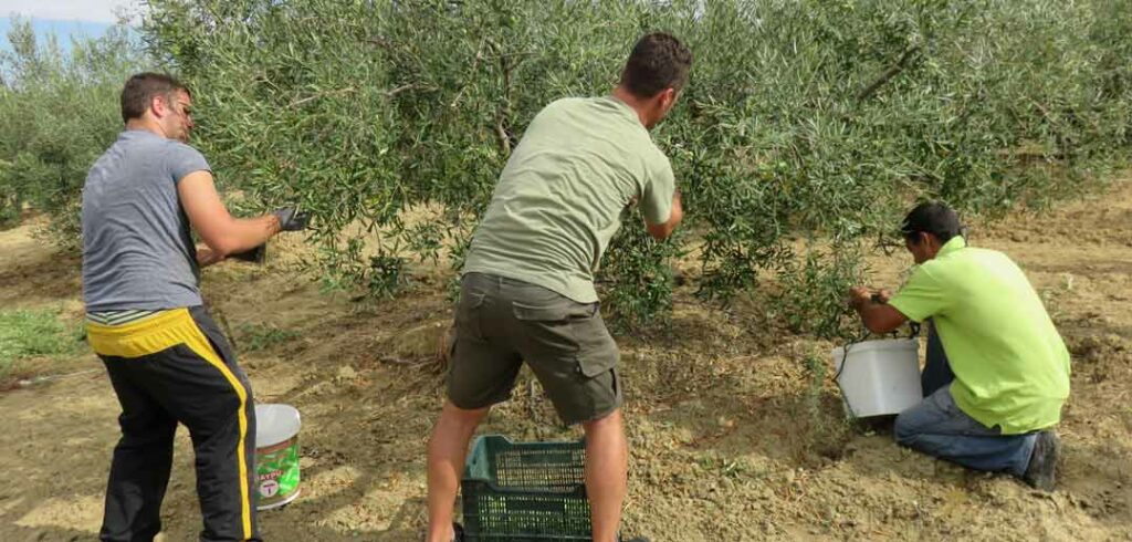 Campaña de recogida de la Aceituna Aloreña