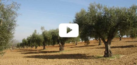 curso de poda del olivo aloreño