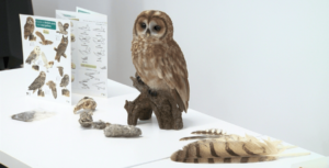 Jornada Rapaces Nocturnas | Asociación Medioambiental Aluco 1Parte